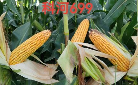 科河699